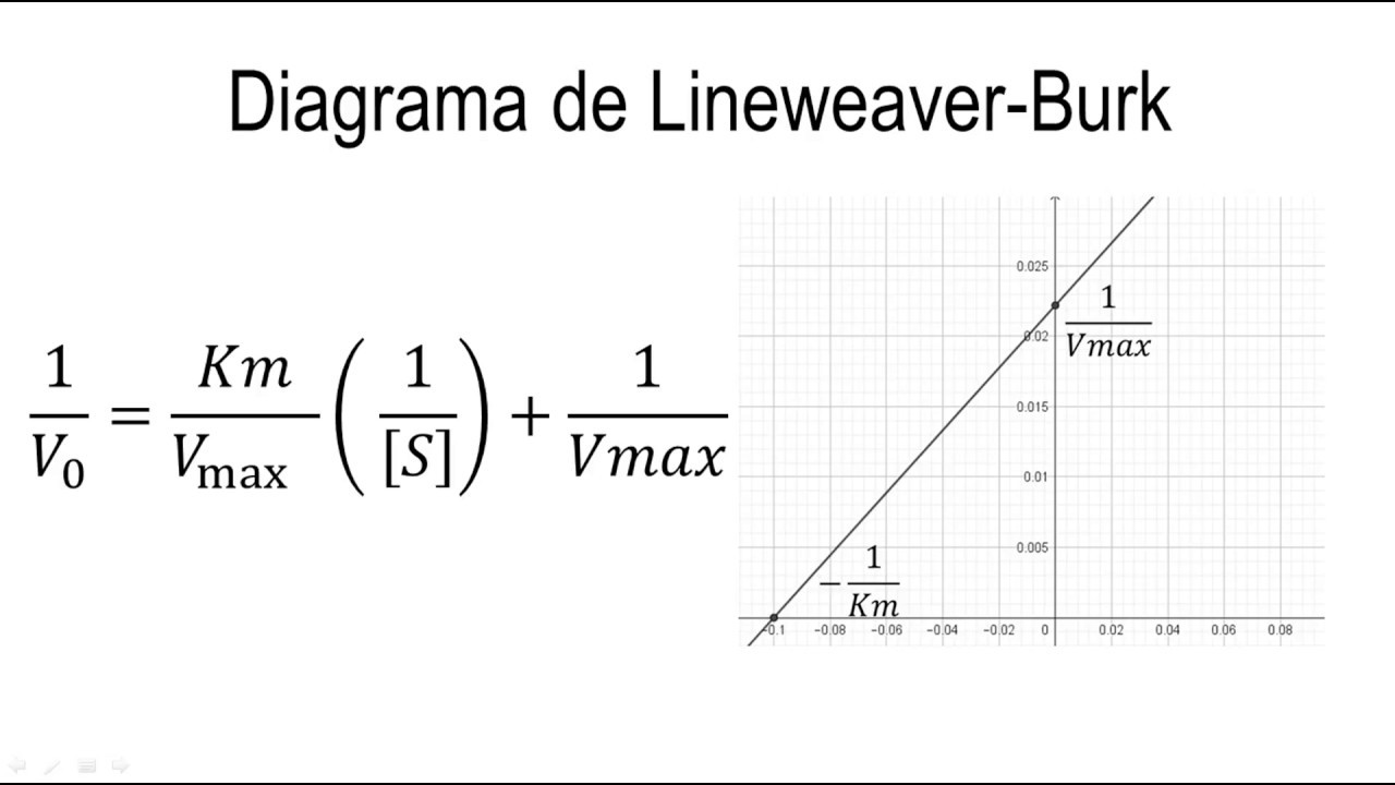 Cinética Enzimática | Diagrama de Lineweaver Burk