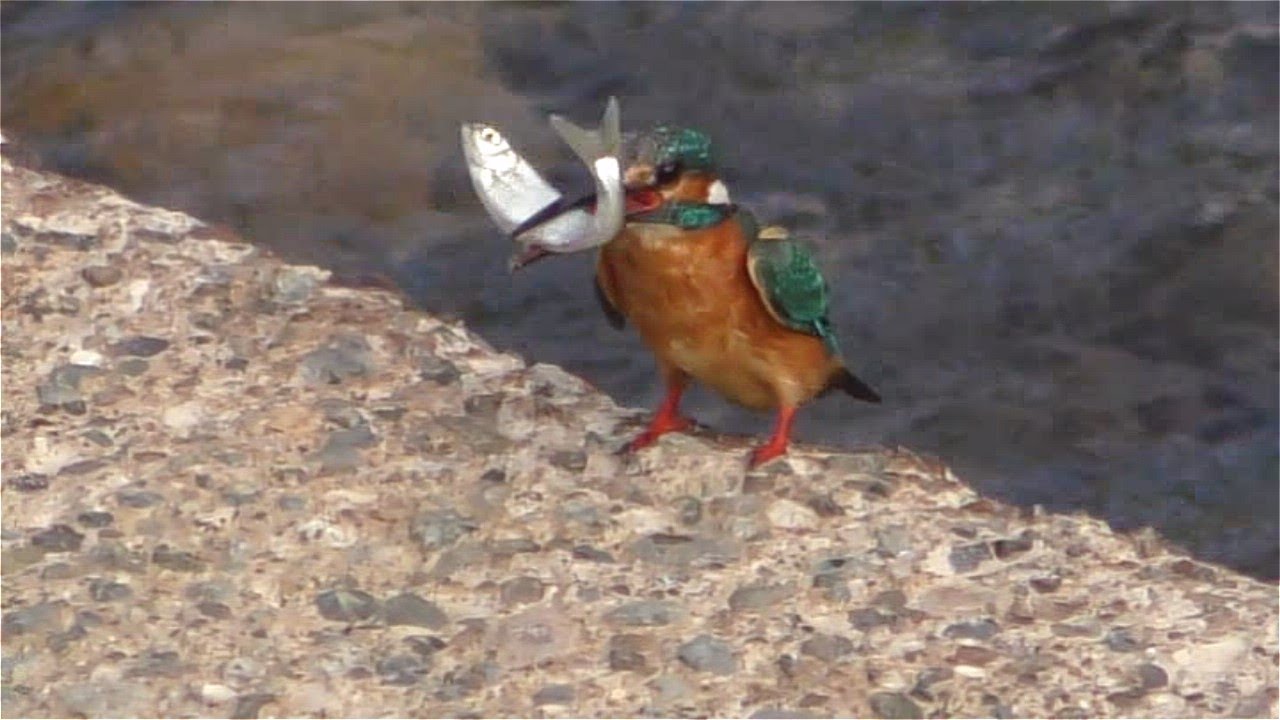カワセミ捕食　魚を叩きつける！