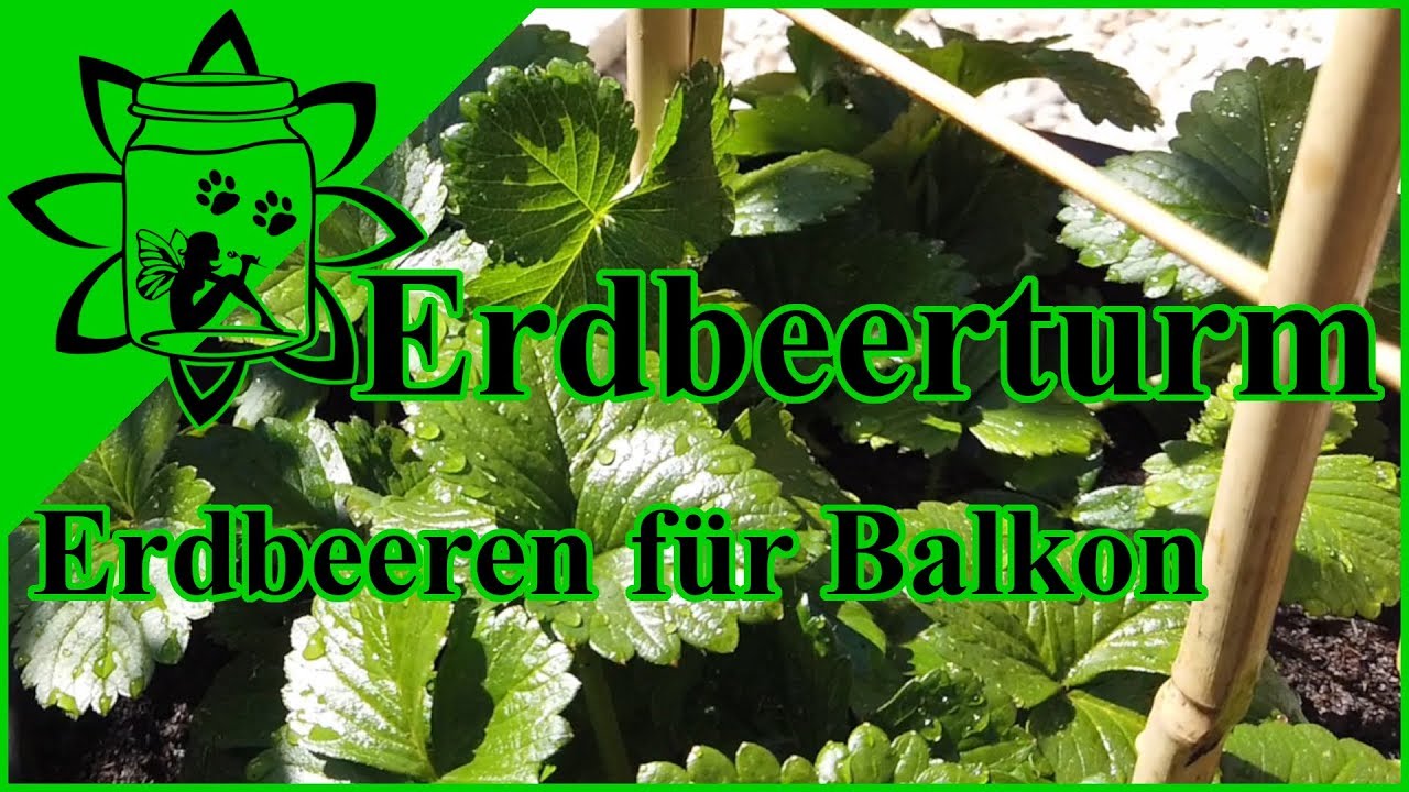 Erdbeeren auf dem Balkon im Topf anbauen | Erdbeerturm | Klettererdbeeren | Garteneinkochfee
