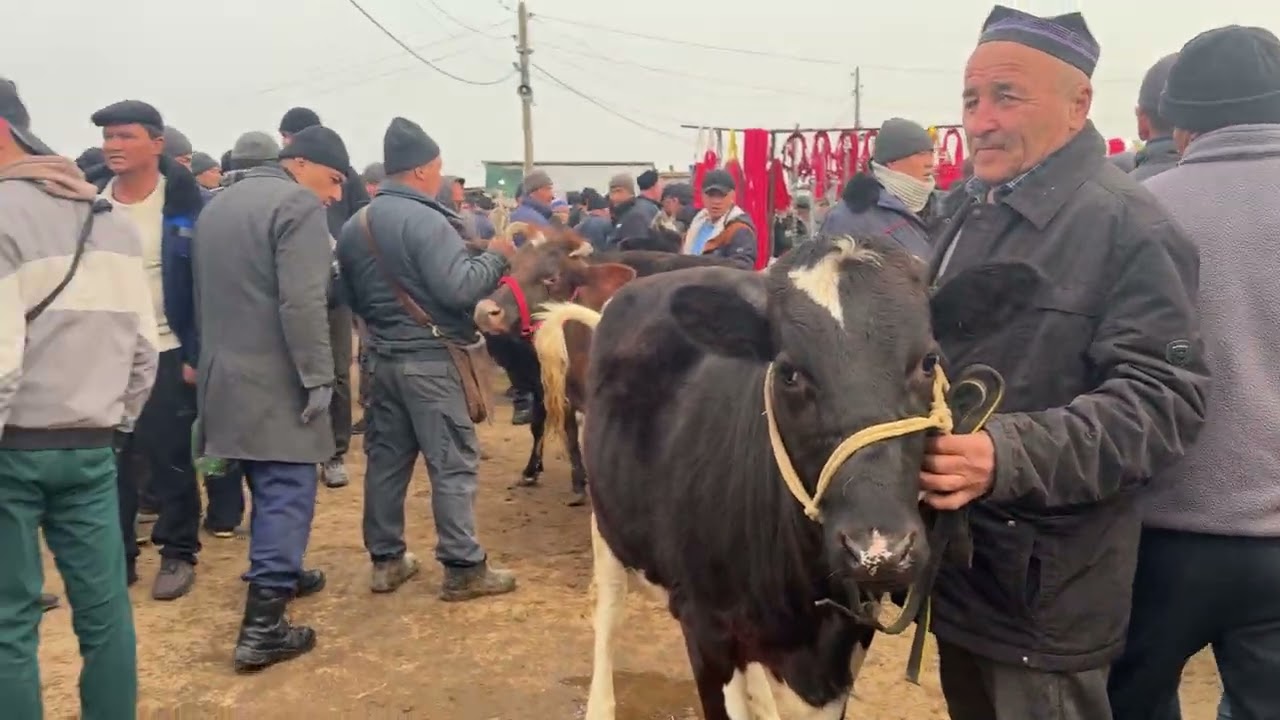 BESHARIQ MOL BOZORI SIGIR VA GʻOʻNAJIN NARXLARI 15.03.2026.