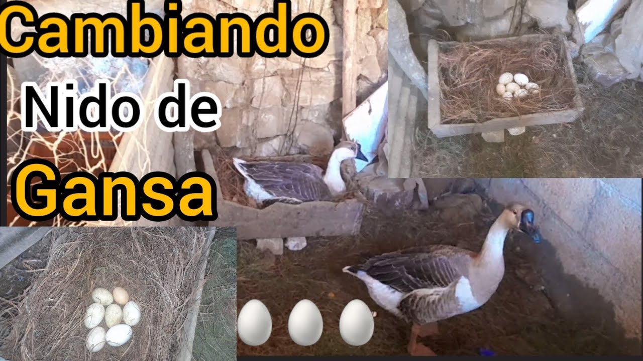 Cambiando nido de gansa con huevos 🥚🥚🥚🥚🦢👈😊
