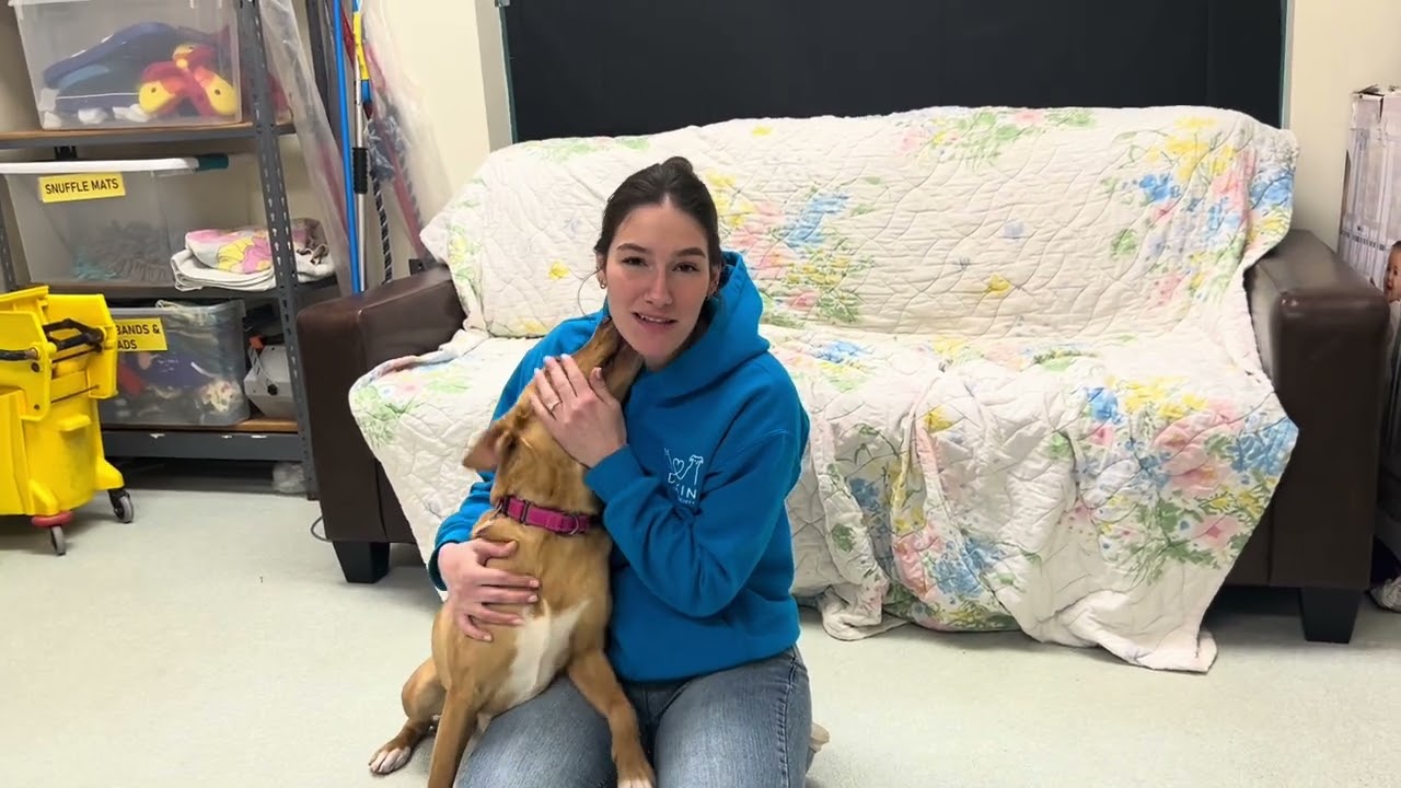 Meet Ari at Dakin Humane Society!!