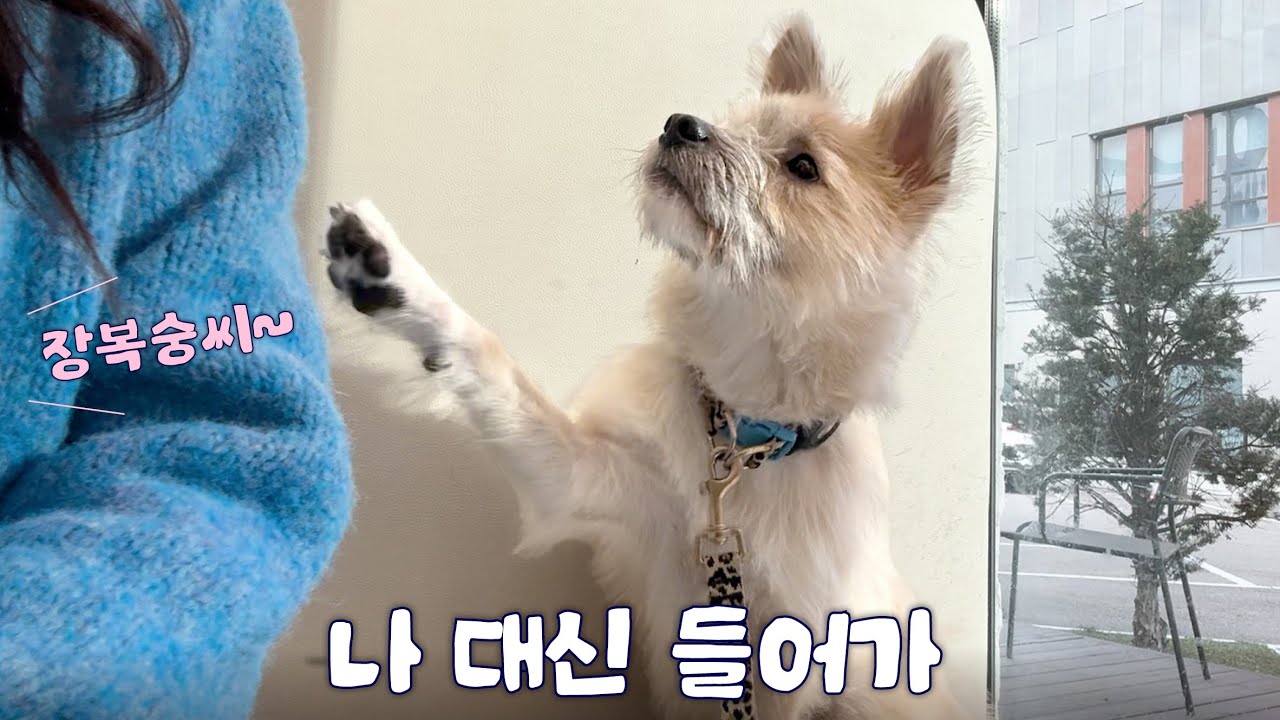 병원에 온 강아지 (건강검진 하러 왔어요)