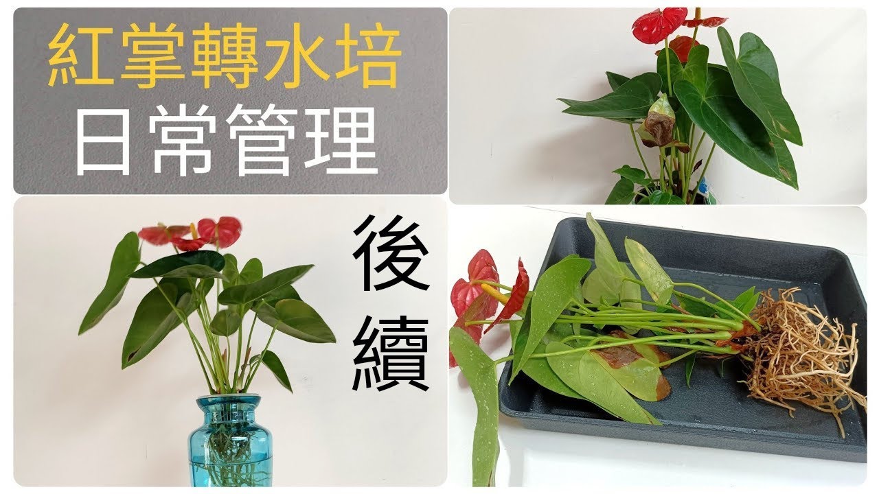 紅掌轉水培成功後續，入水後的管理，水培紅掌不難，水培可賞花葉根28/10/2022
