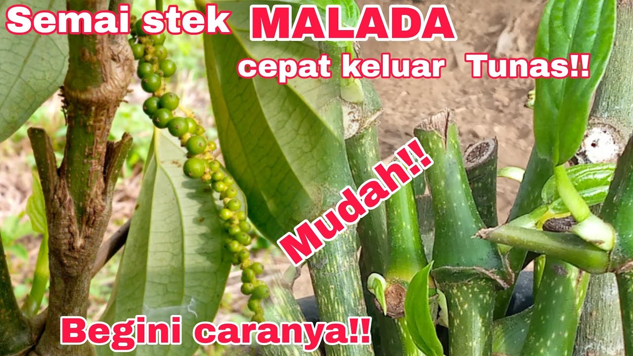 cara mudah semai batang malada, cepat keluar tunas#ladasambung