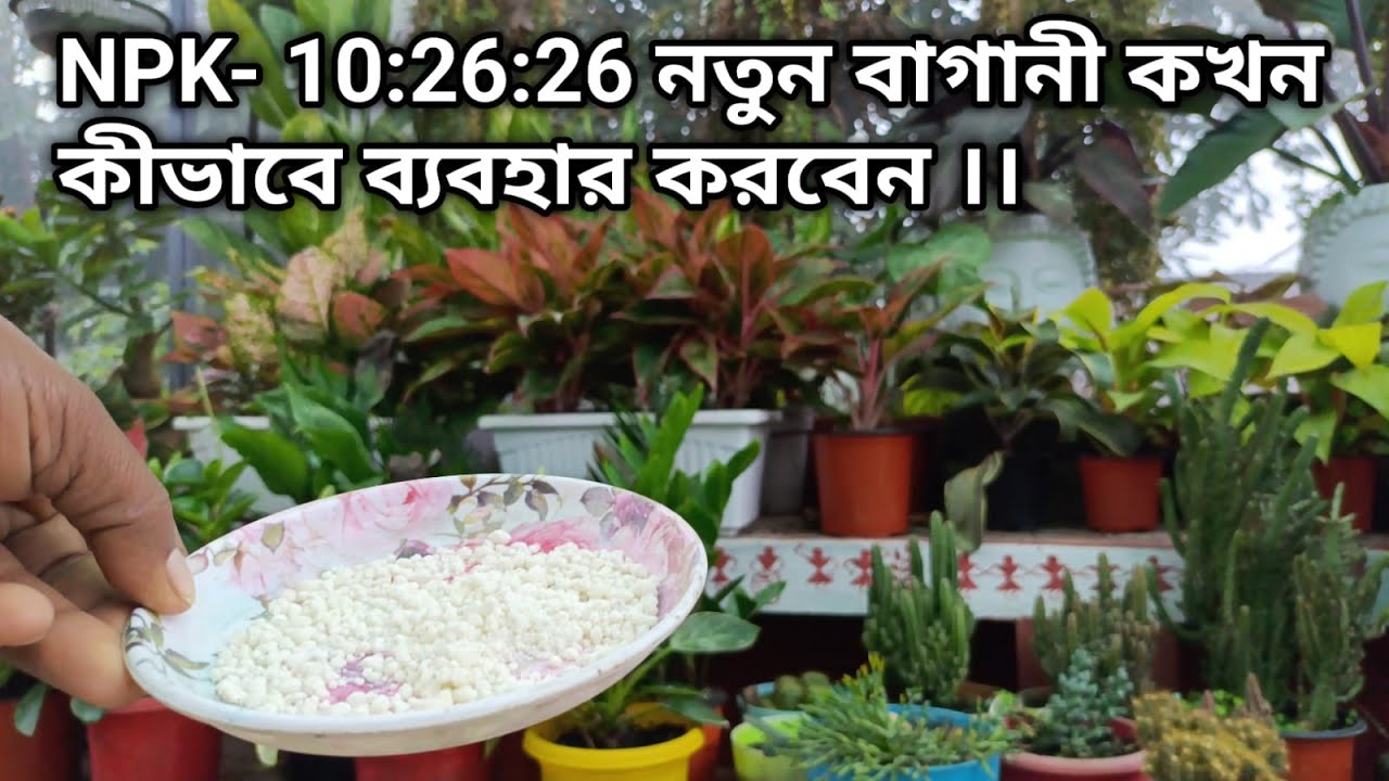NPK-10:26:26  কিভাবে একজন নতুন বাগানি ব্যাবহার করবেন | NPK Fertilizer | gardening tips and tricks