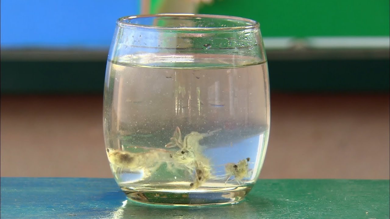 How It's Actually Made - Farmed Shrimp