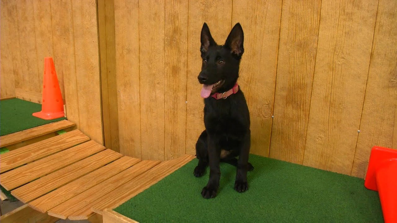 Amazing Black German Shepherd Female 