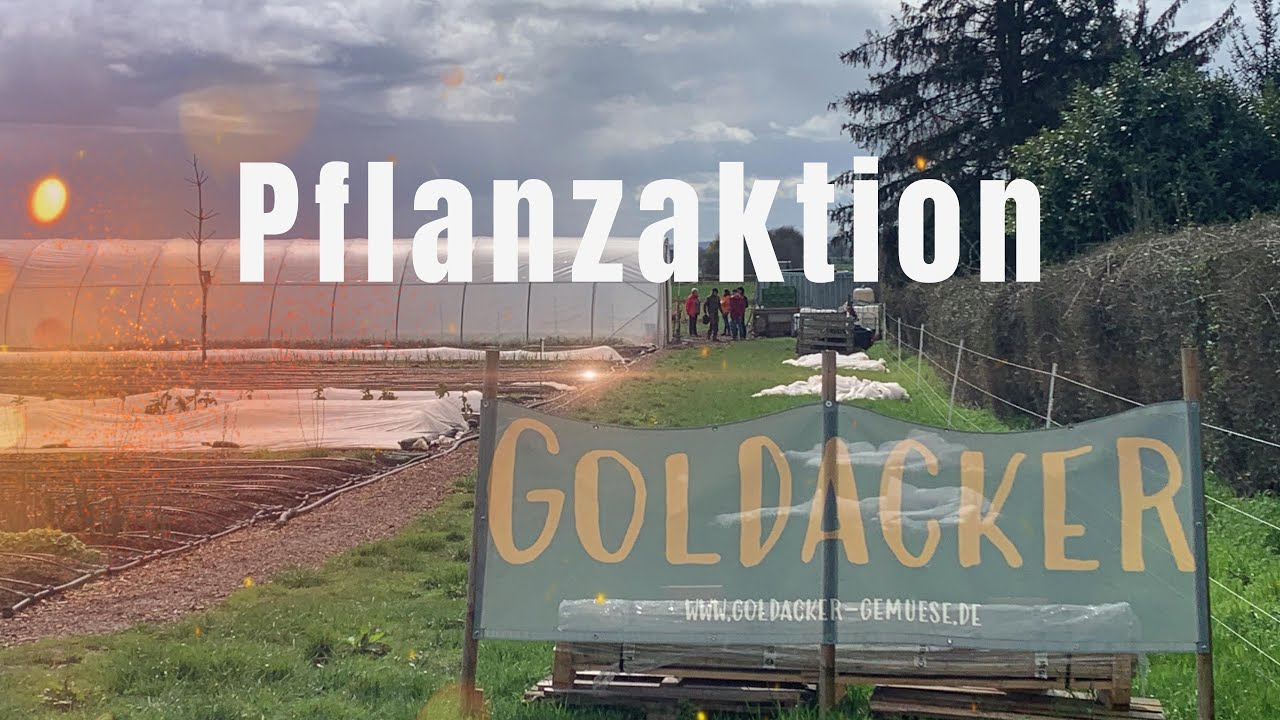 Goldacker Pflanzaktion