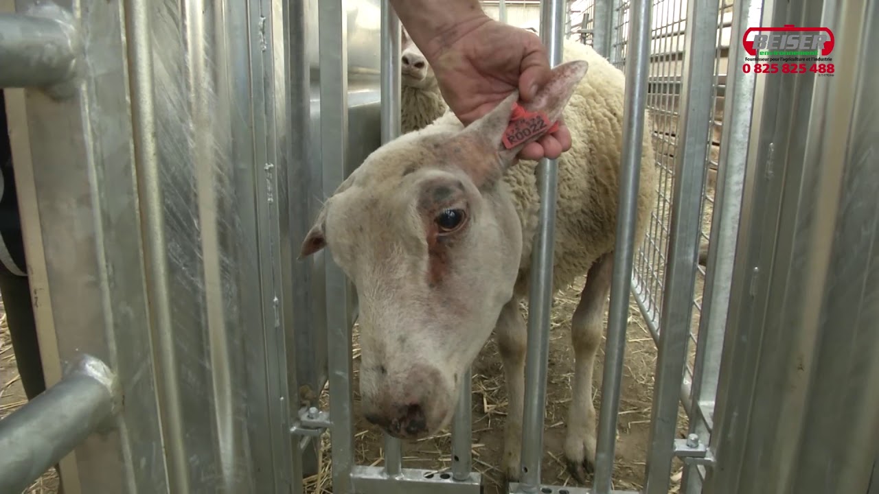 Témoignage Client Présentation Parc de contention pour ovins🐑|BEISER ENVIRONNEMENT