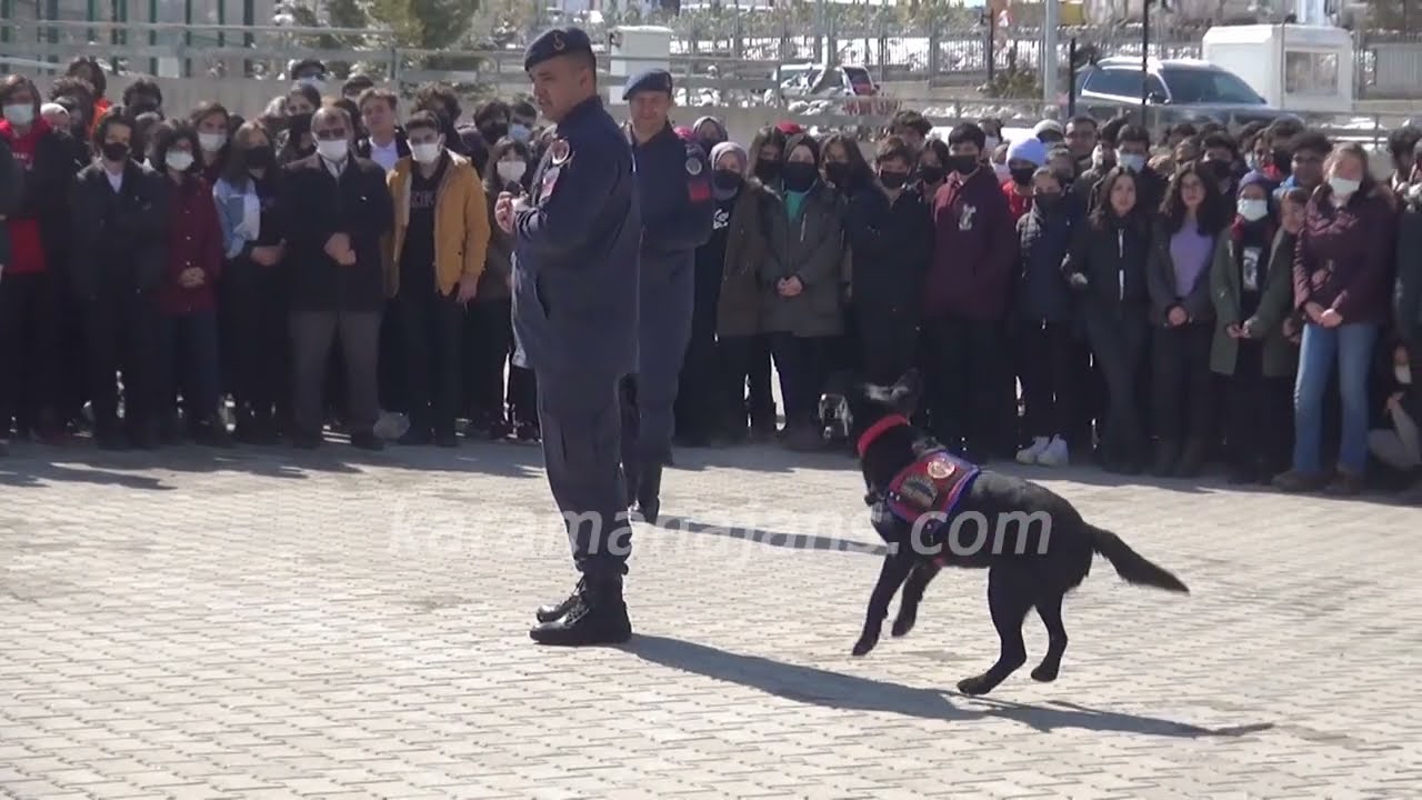 Jandarma'nın eğitimli köpekleri izleyenleri büyüledi