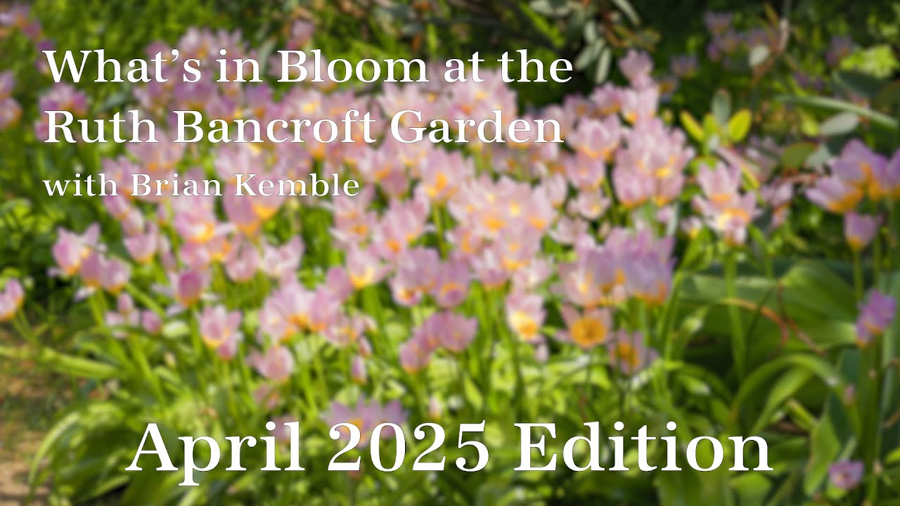 What's in Bloom at The Ruth Bancroft Garden (April 2025)