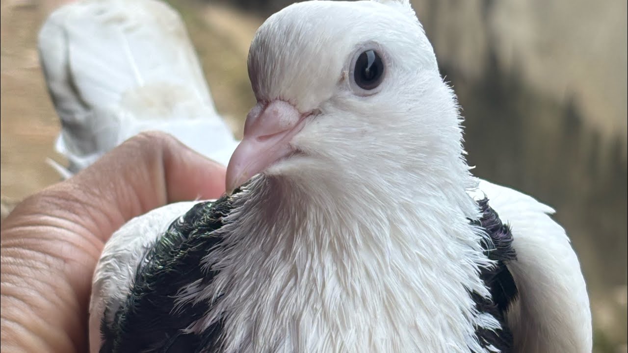 😱পায়রা দেখে মাথা নষ্ট🤯|| Seeing pigeons makes me lose my mind||