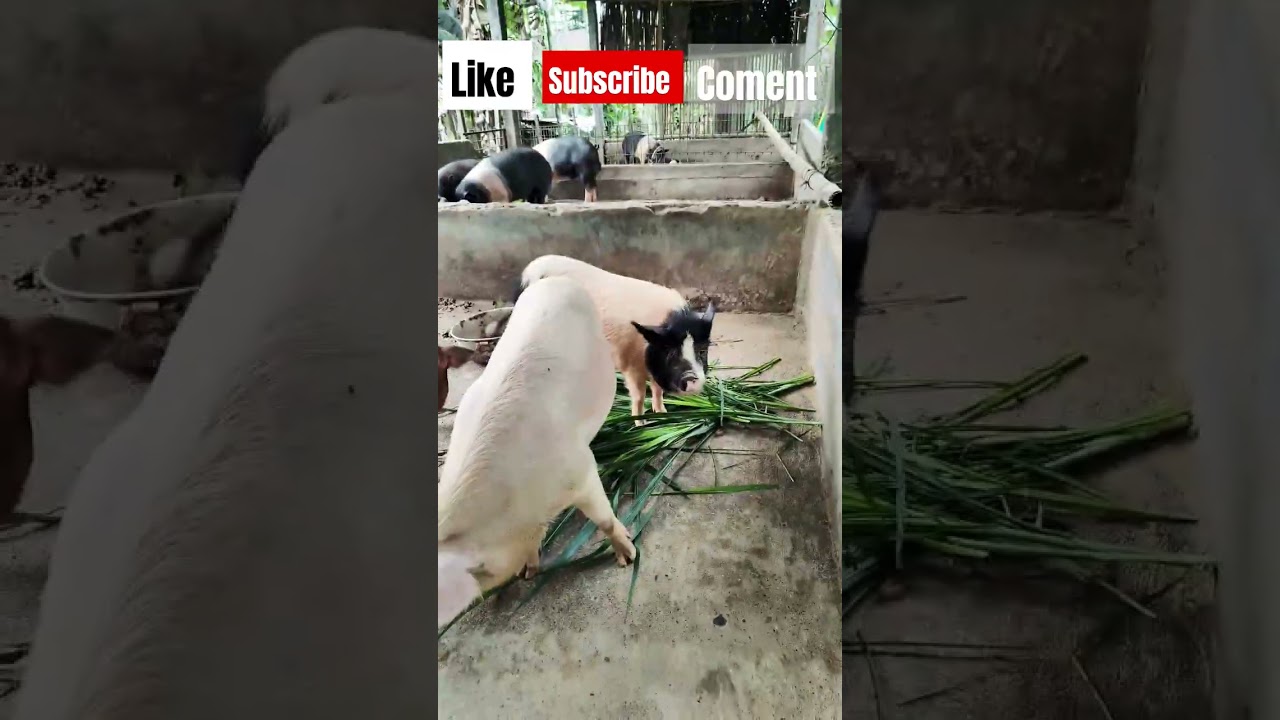 khamcheng piggary farm 🐷🐖#assam indian 🇮🇳 #virelshorts