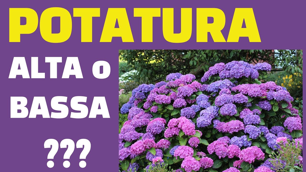 Potatura ortensie alta o bassa?