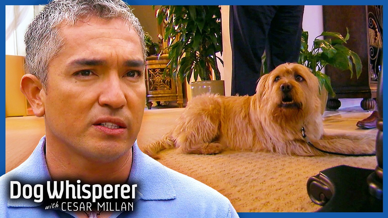 Dangerous Sheepdog Mix Requires URGENT Help | Full Episode | Dog Whisperer with Cesar Millan