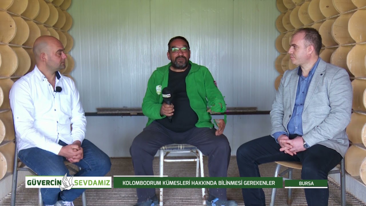 GÜVERCİN SEVDAMIZ | KOLOMBODRUM KÜMESLERİ HAKKINDA BİLİNMESİ GEREKENLER