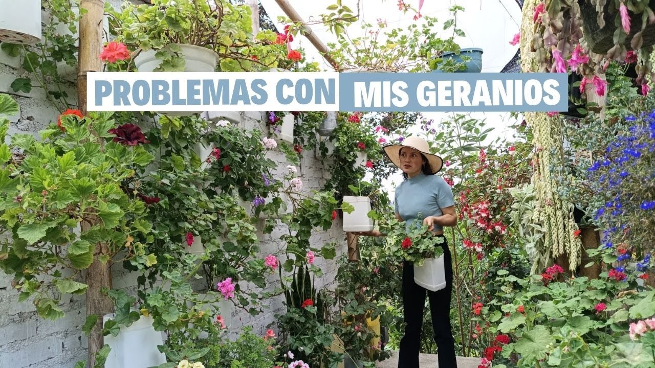 NUEVAMENTE PROBLEMAS CON MIS GERANIOS 😞 | Jardín Diaz