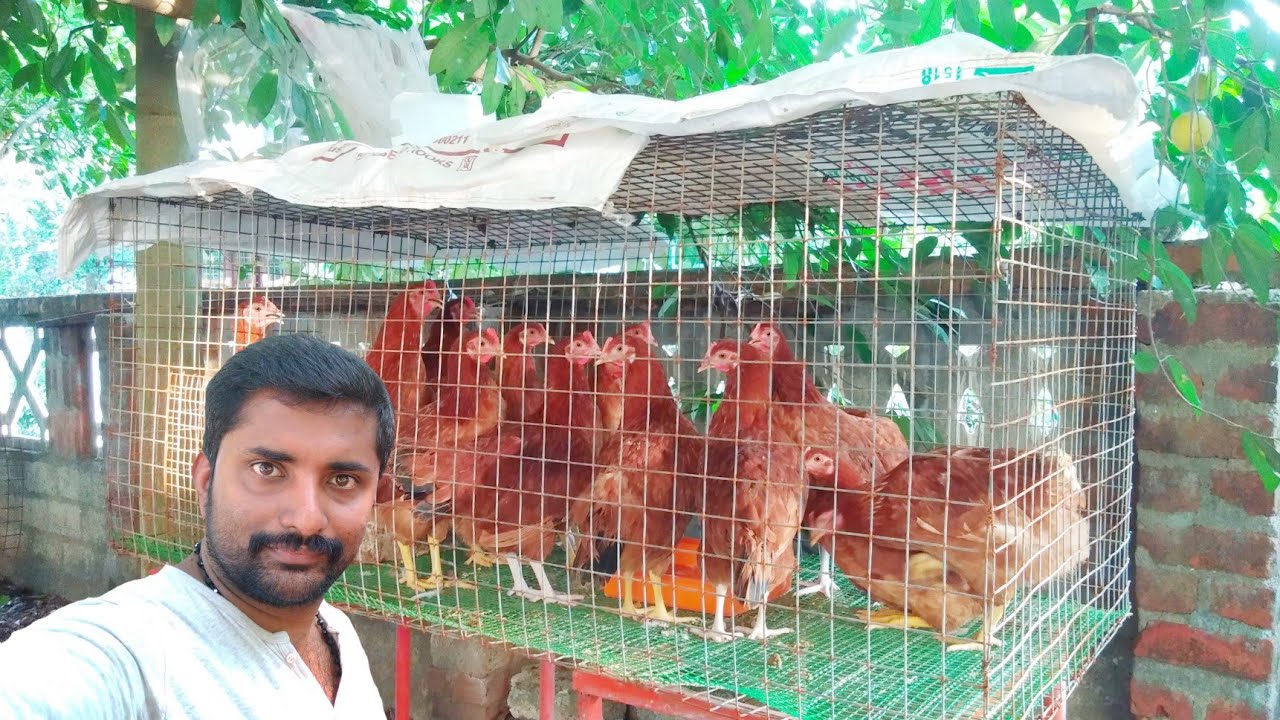 HI TECH അല്ലാത്ത BV 380 കോഴി വളർത്തൽ [ ECO OWN MEDIA] Kozhi valarthal