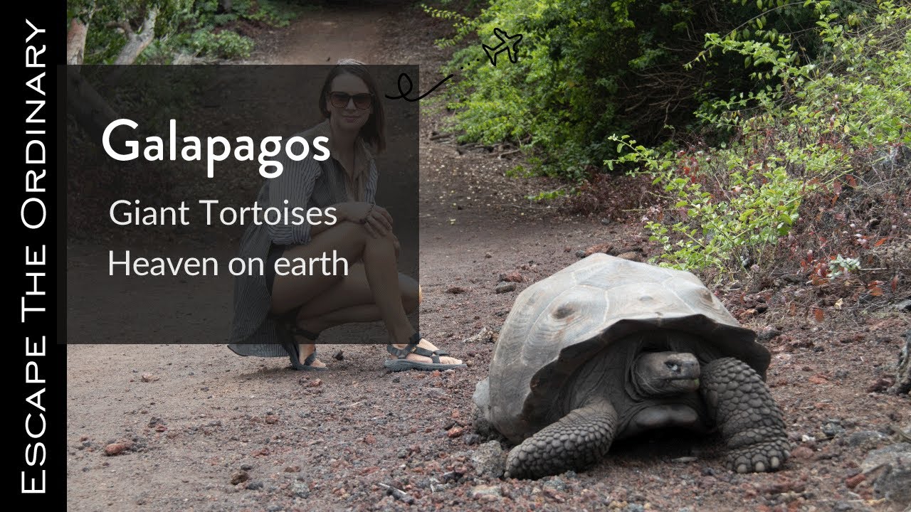 The Galapagos Islands (2020)