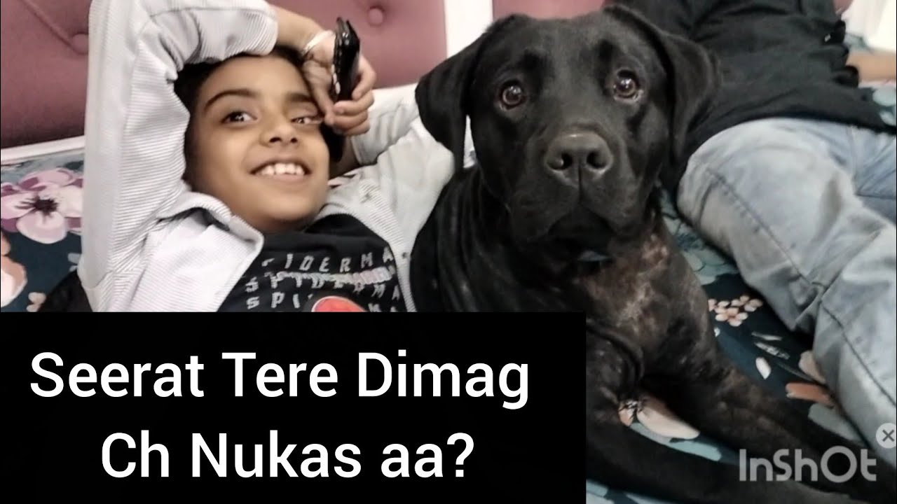 Seerat Tere Dimaag Ch Nukas aa?