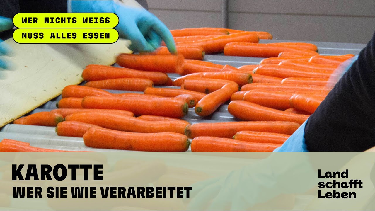 KAROTTE (2/3) - Wer sie wie verarbeitet