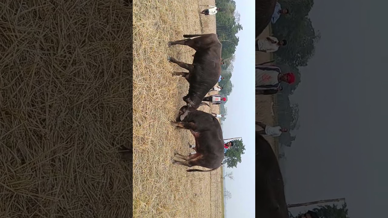Jagiyal moh juj#skjajori #subscribe #viralvideo #like 