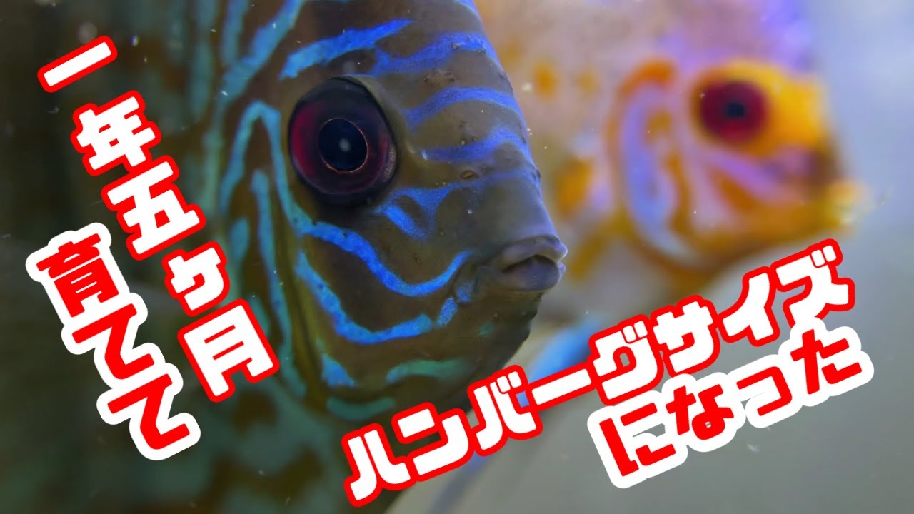 【アクアリウム/熱帯魚水槽立上げ】五百円玉くらいの幼魚ディスカス１年５ヵ月育てたらスゴイ立派になった/その後のために新居をあたえる