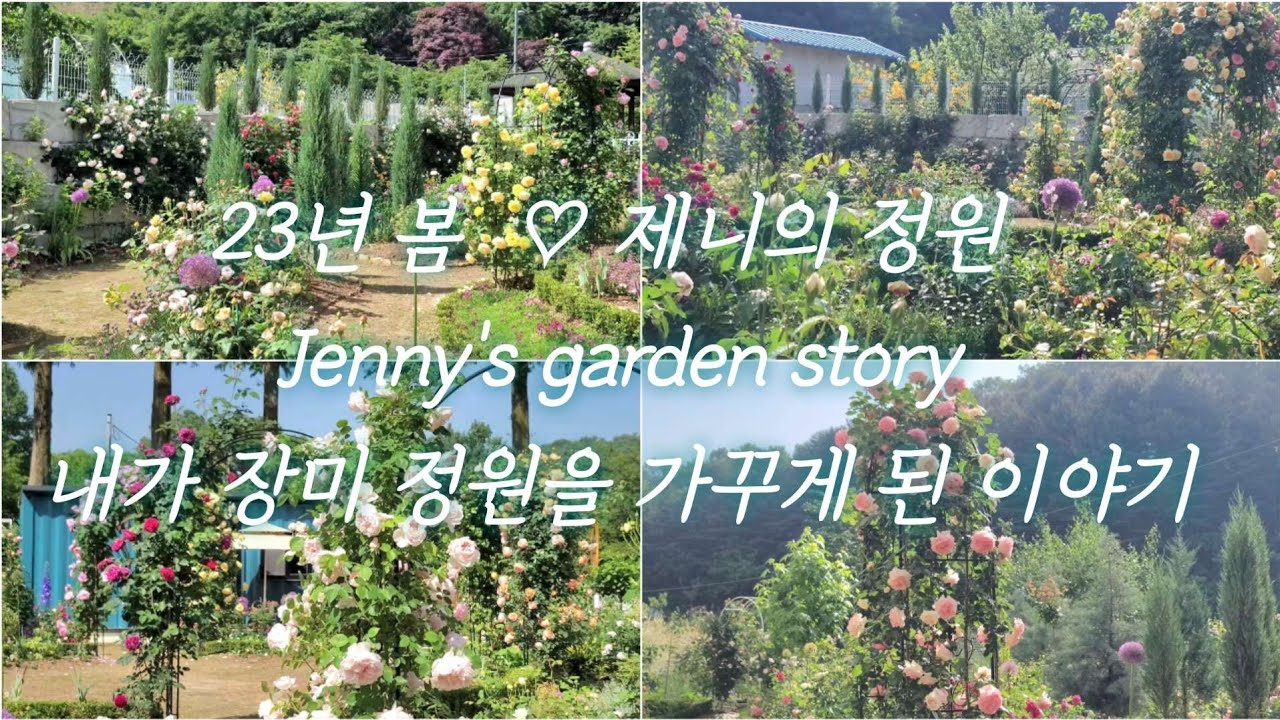 장미를 키우게 된 이유ㅣ 장미 가드닝을 시작한 이야기