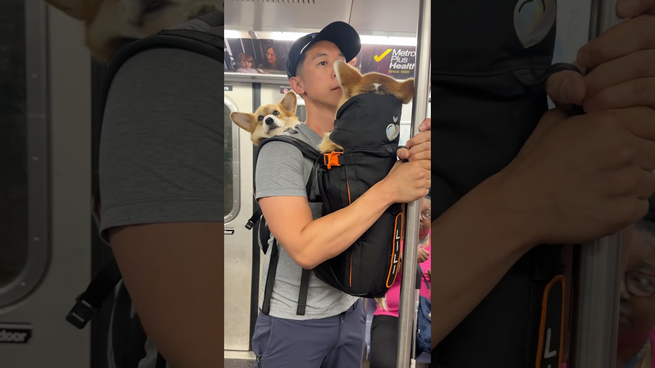 Come ride the subway with us! FYI - in NYC, dogs must be in bags/carrier to ride the subway or bus