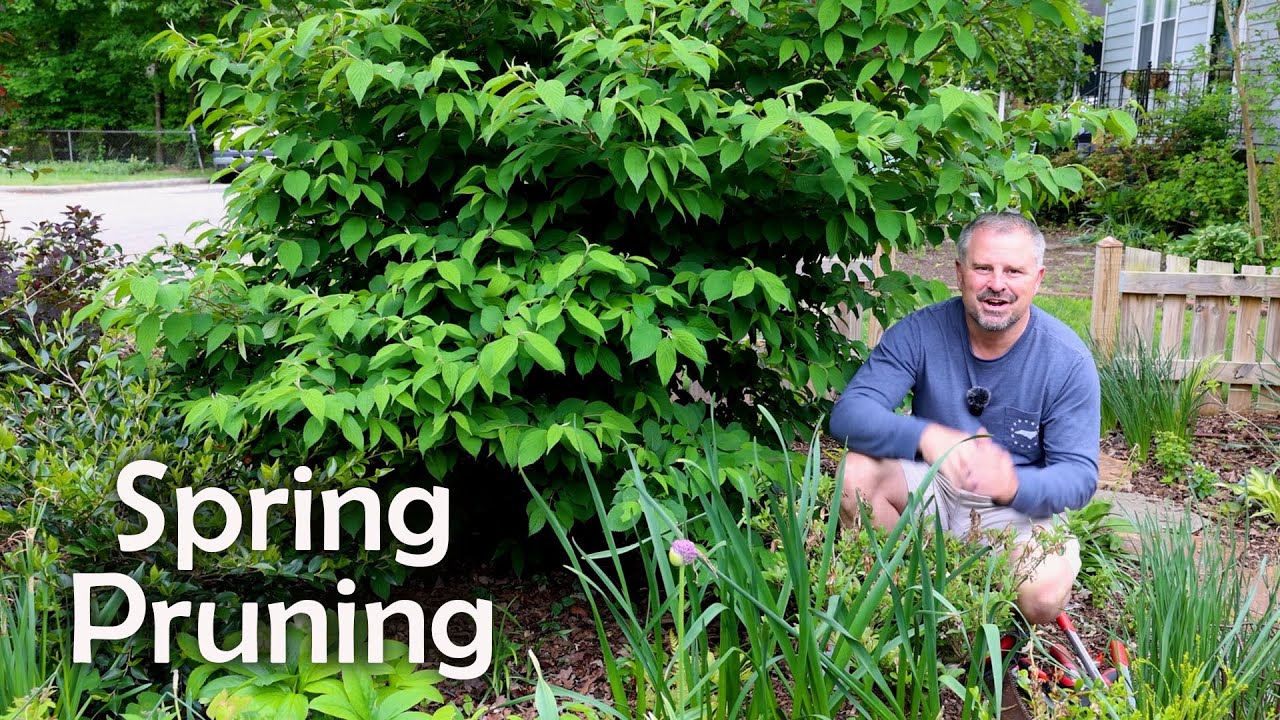 Spring Pruning Time - Azalea, Viburnum, Lilac, Indian Hawthorne, Chinese Snowball, Salvia