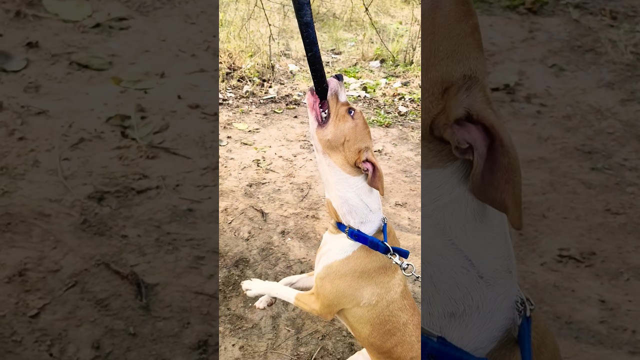 🐕&zwj;🔥 Duniya ke 3 Sabse Dangerous Dogs | Insaan bhi darte hain!#pitbull #dogbreed #shorts