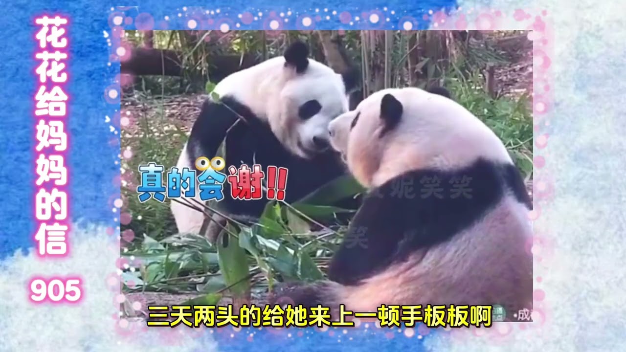 《花花给妈妈的信905》 姨姨们，争争气哦～🤪#来这里吸熊猫 #大熊猫和花 #大熊猫和花和叶 #熊猫花花 #大熊猫