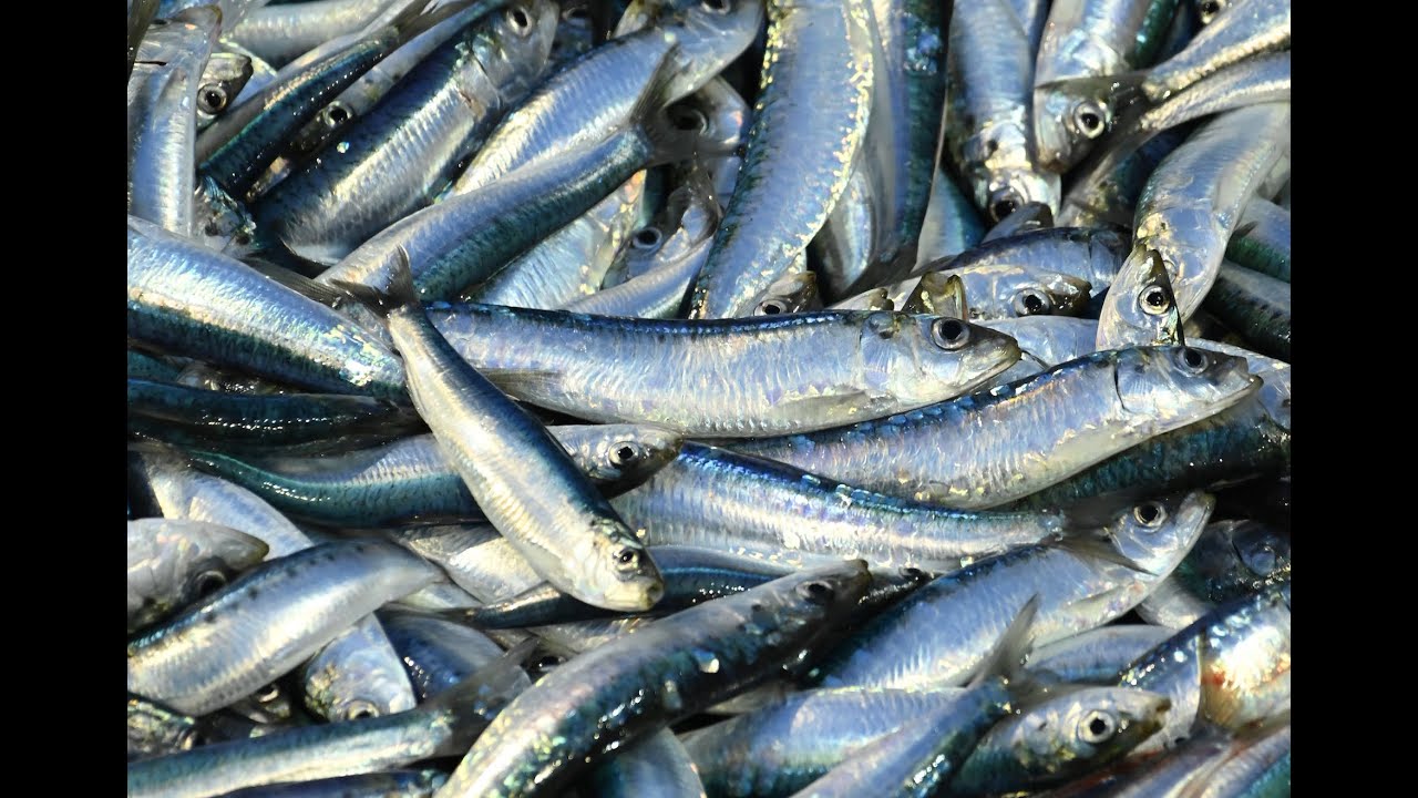 Cornish Sardines Being Landed At the Newlyn fish Market.