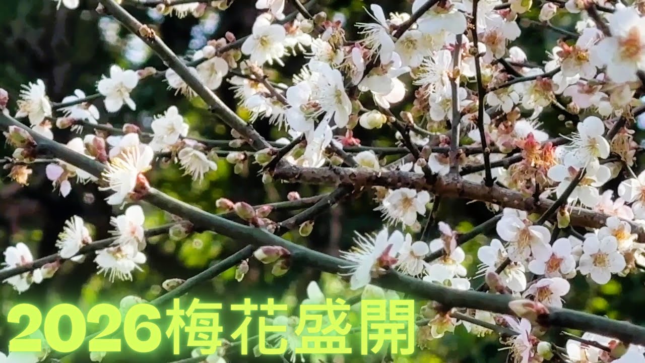 2026 梅花盛開冬季最美賞花盛會｜台北茶花展戶外園區搶先看#台北茶花展#梅花#賞楓#冬季賞花#2026台北茶花展#賞花#花卉試驗中心#迷霧茶花園