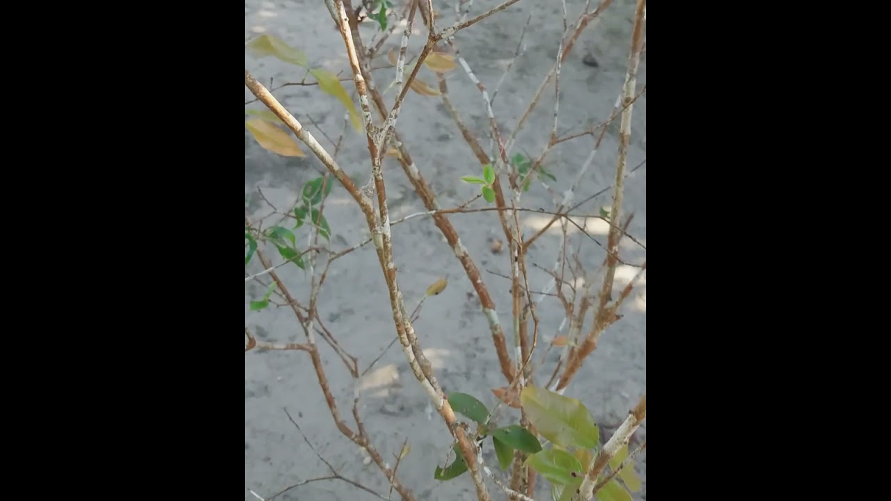 muda de jaboticaba feita em Auporquia deu certo 100%