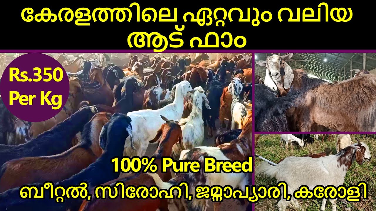 ആടിനെ വാങ്ങുന്നവർ തീർച്ചയായും കാണുക | കേരളത്തിലെ ഏറ്റവും വലിയ ആട് ഫാം | Goat Farming Kerala