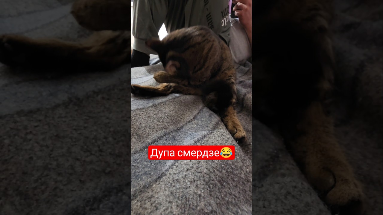 Польские песенки😂 