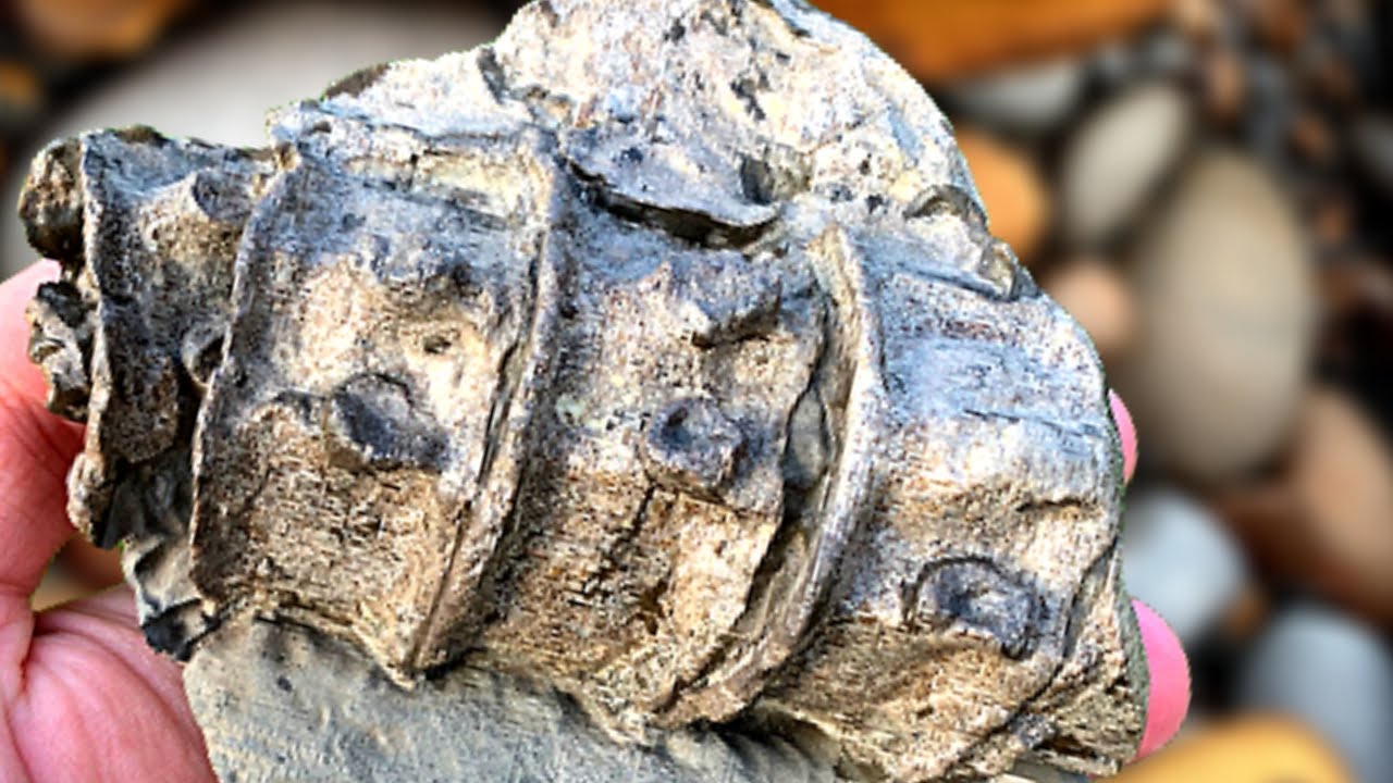 INCREDIBLE BONES! My First Fossil Find