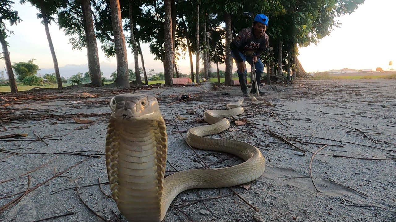 King cobra na nakita sa daan pinagkamalang maligno