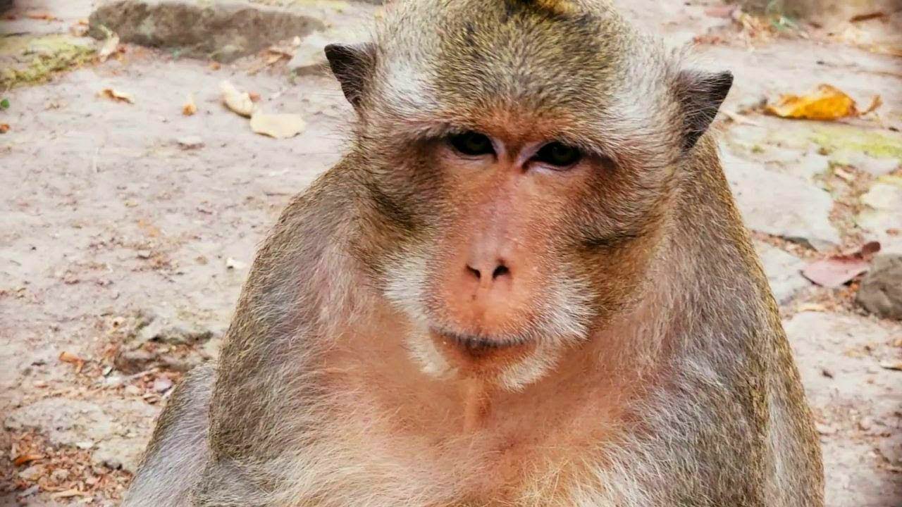 The Big Very handsome monkey Marcus so sad and stay alone don't have someone care about him.