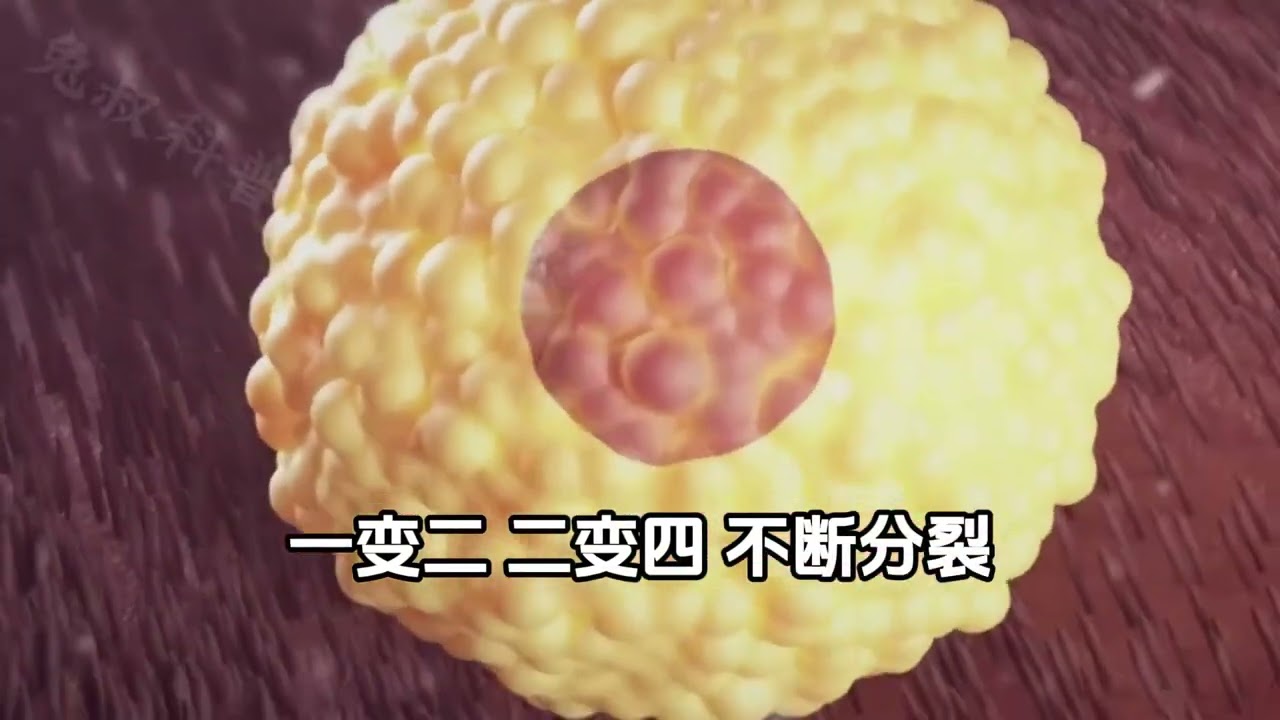 兔叔科普-一次性看完胎儿发育全过程，是一种...人体奥秘 #涨知识 #胎儿 #生命科学
