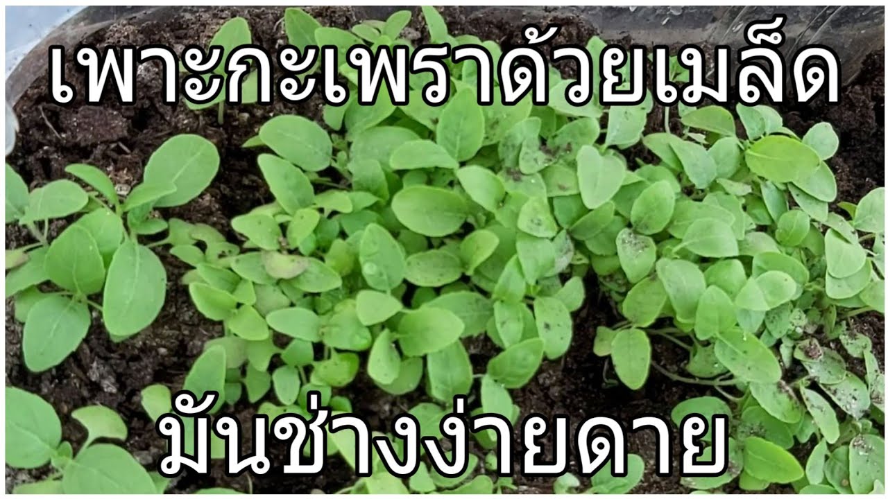 #เพาะกะเพราจากเมล็ดมันช่างง่ายดาย ฟัง#ความรู้เกี่ยวกับกระเพา ดูคลิปจบปลูกขึ้นทุกคน จากสเปนค่ะ
