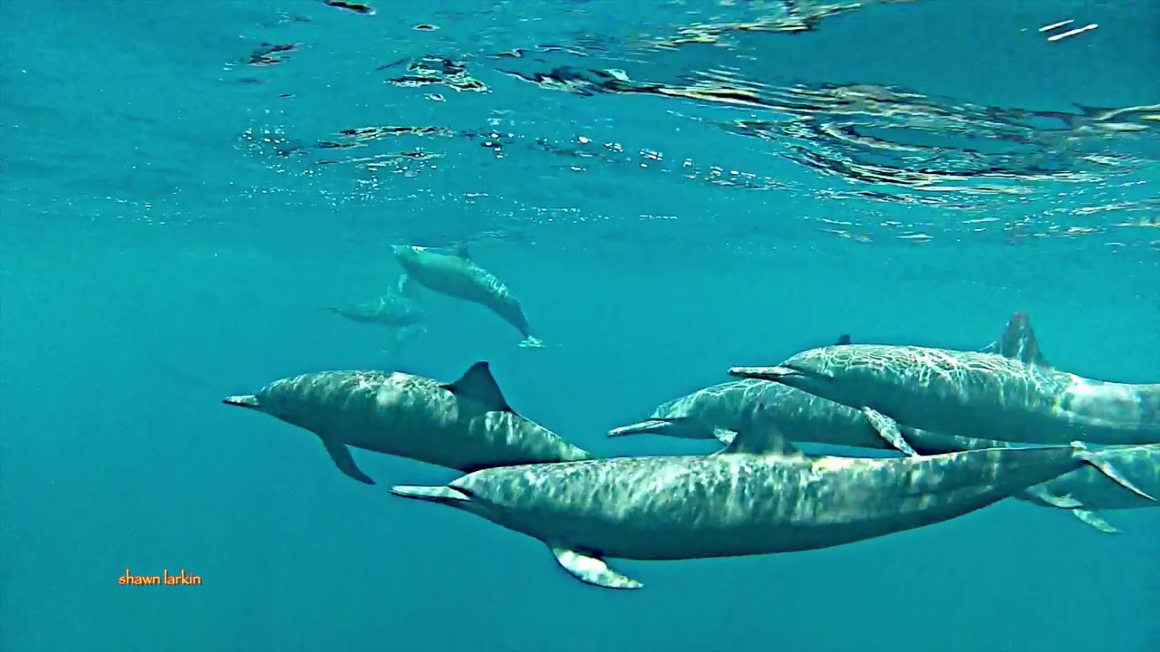 Hello Spinner Dolphins Costa Cetacea Media Costa Cetacea