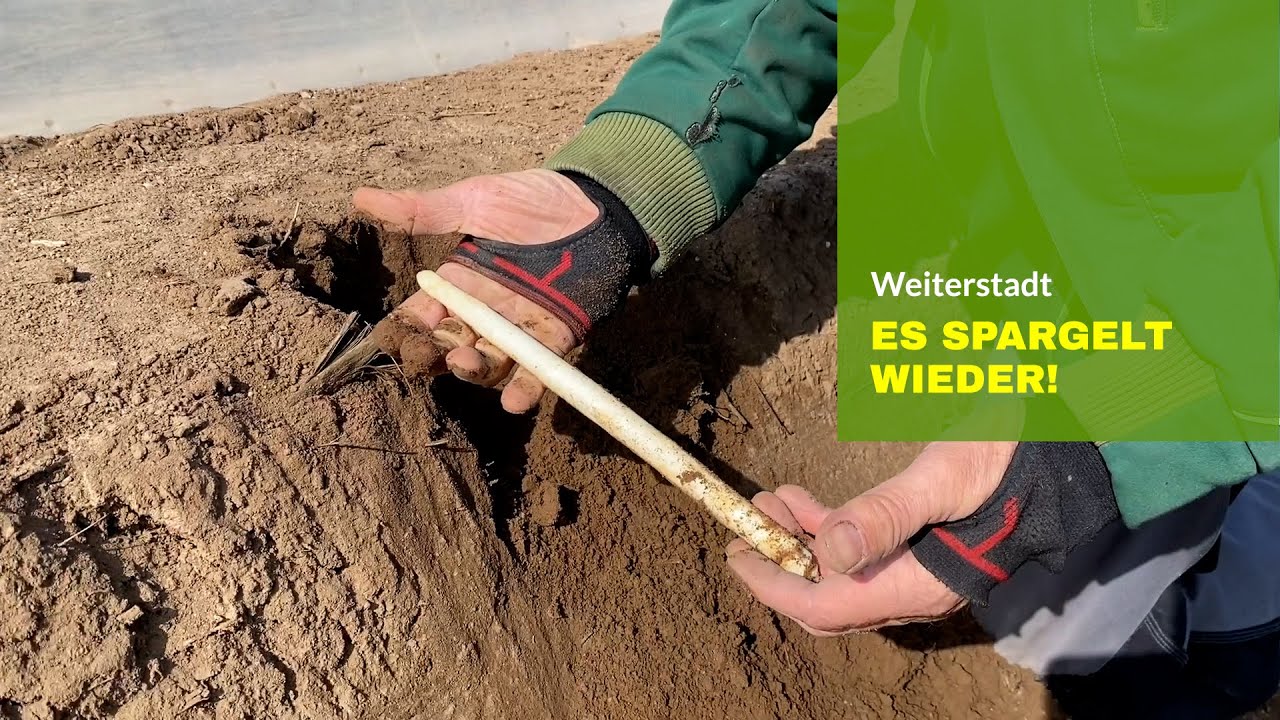 Die Spargel-Saison 2022 startet