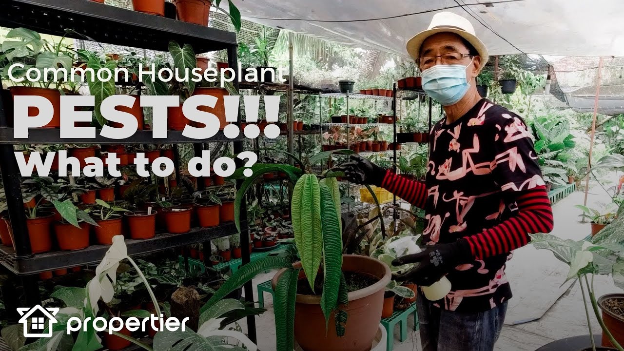 Control Houseplant Pests! Mealy Bugs, Spider Mites, Snail, Fungus, Aphids | How to Protect and Save