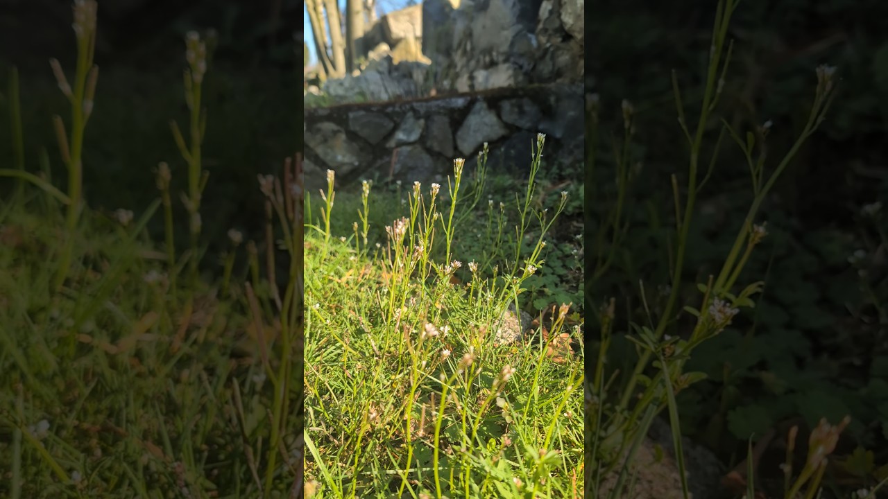 wildflowers against a stone wall 