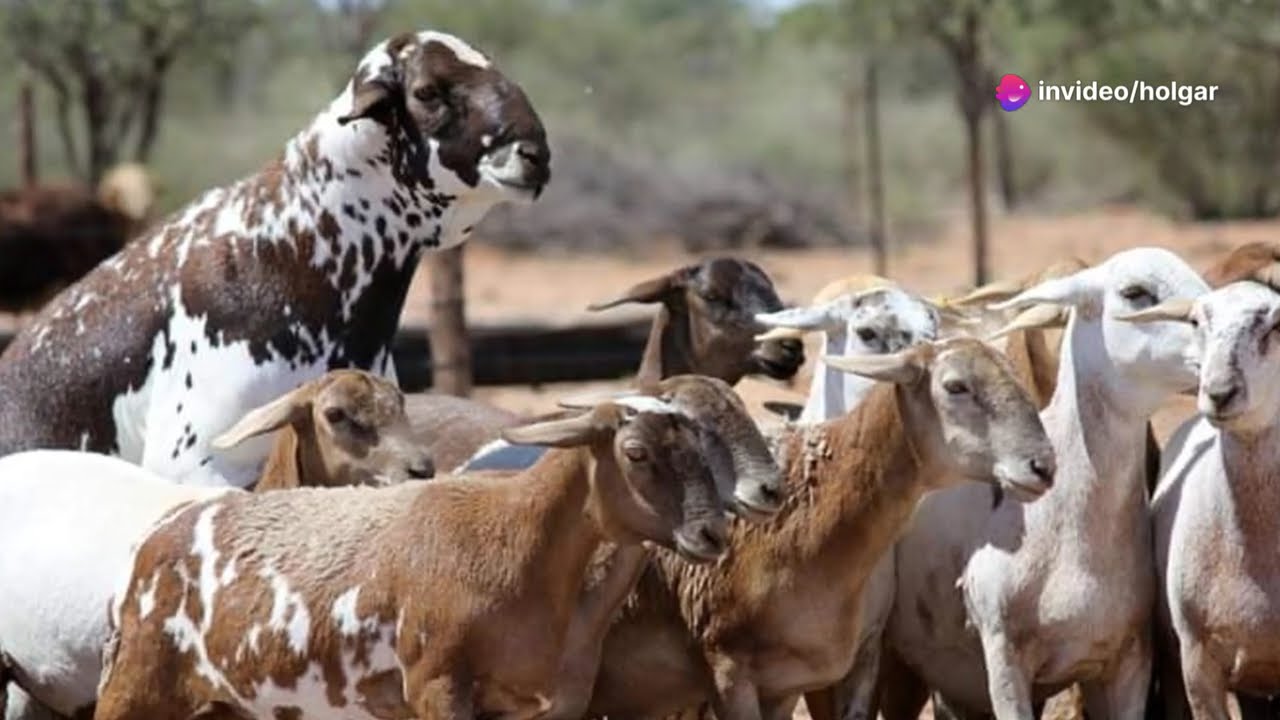Meatmaster Resilience: Why This Breed Survives Anywhere