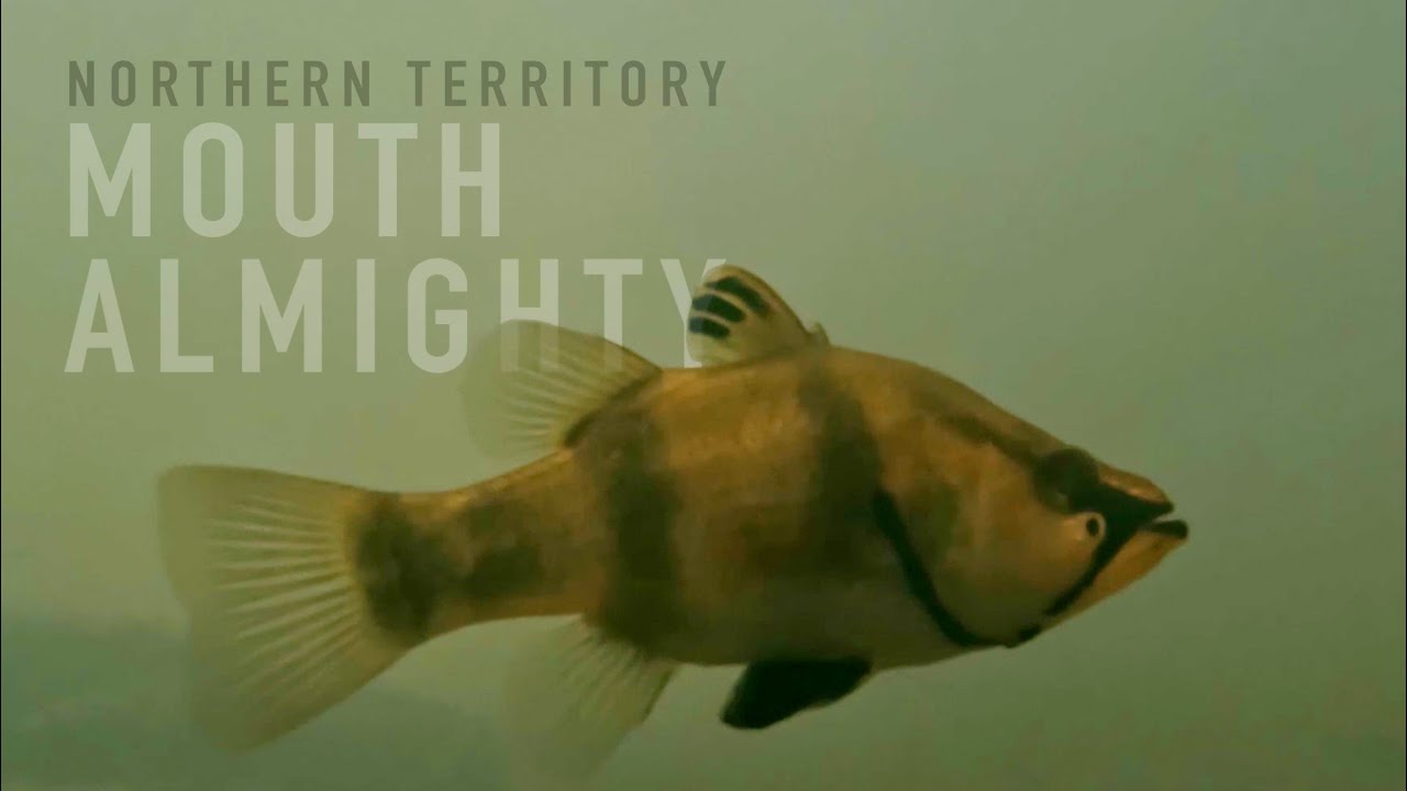 Native fish: Mouth Almighty (Glossamia aprion), Finniss River, NT, Australia