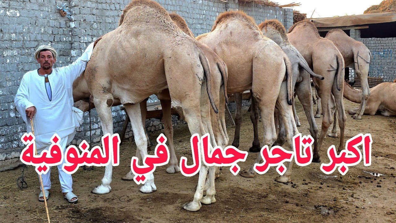 اكبر تاجر جمال في محافظة المنوفية كلها يفتح سوق كامل من الجمال العشر والأنية بلدي ياتحلق يامتلحقش👍👍💪